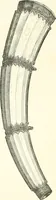 Picture 59 of 83 from Der Kunst- und Reliquienschatz des Kölner Domes (1870), leaf 212
