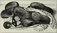 An illustration from Der Kupferstich (1904)