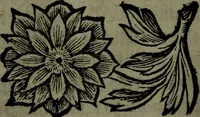 An illustration from Der nach Venedig überbrachte Mohr; oder, Curiose und wahrhaffte Erzehlung und Beschreibung aller Curiositäten und Denckwürdigkeiten (1692)