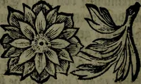 An illustration from Der nach Venedig überbrachte Mohr; oder, Curiose und wahrhaffte Erzehlung und Beschreibung aller Curiositäten und Denckwürdigkeiten (1692)