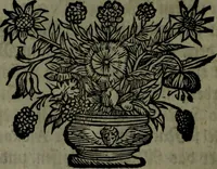 An illustration from Der nach Venedig überbrachte Mohr; oder, Curiose und wahrhaffte Erzehlung und Beschreibung aller Curiositäten und Denckwürdigkeiten (1692)