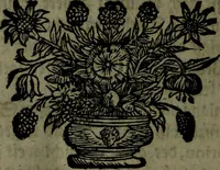 An illustration from Der nach Venedig überbrachte Mohr; oder, Curiose und wahrhaffte Erzehlung und Beschreibung aller Curiositäten und Denckwürdigkeiten (1692)