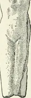 An illustration from Der Orient und die frühgriechische Kunst (1912)