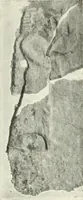 An illustration from Der Orient und die frühgriechische Kunst (1912)