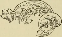 An illustration from Der Ornamentstich der deutschen Frührenaissance : nach seinem sachlichen Inhalt (1888)