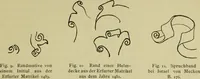 An illustration from Der Ornamentstich der deutschen Frührenaissance : nach seinem sachlichen Inhalt (1888)