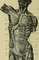 An illustration from Der schoene Mensch im Altertum; eine Geschichte des Koerperideals bei Aegyptern, Orientalen u. Griechen (1912)
