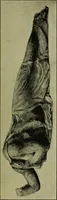 An illustration from Der schoene Mensch im Altertum; eine Geschichte des Koerperideals bei Aegyptern, Orientalen u. Griechen (1912)