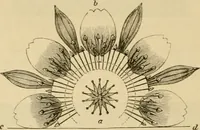 An illustration from Der Stil in den technischen und tektonischen Künsten; oder, Praktische Aesthetik. Ein Handbuch für Techniker, Künstler und Kunstfreunde (1878)