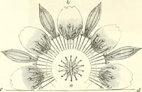 Picture 3 of 123 from Der Stil in den technischen und tektonischen Künsten; oder, Praktische Aesthetik. Ein Handbuch für Techniker, Künstler und Kunstfreunde (1884), leaf 29