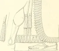 Picture 26 of 123 from Der Stil in den technischen und tektonischen Künsten; oder, Praktische Aesthetik. Ein Handbuch für Techniker, Künstler und Kunstfreunde (1884), leaf 77