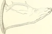 An illustration from Der Stil in den technischen und tektonischen Künsten; oder, Praktische Aesthetik. Ein Handbuch für Techniker, Künstler und Kunstfreunde (1884)