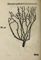 An illustration from Der vierte Thail Leonharti Rauwolfen, der Artsney Doctorn, etlicher schöner aussländischer Kreüter, so uns noch unbekandt, unnd deren doch bey den alten Medicis, unnd in seiner Rayss in die Morgenländer gethon, gedacht wirt artliche unnd lebendige contrafactur, dem gemainen nuts zü gütem, in Truck verfertiget (1583)