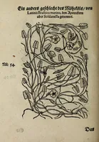 An illustration from Der vierte Thail Leonharti Rauwolfen, der Artsney Doctorn, etlicher schöner aussländischer Kreüter, so uns noch unbekandt, unnd deren doch bey den alten Medicis, unnd in seiner Rayss in die Morgenländer gethon, gedacht wirt artliche unnd lebendige contrafactur, dem gemainen nuts zü gütem, in Truck verfertiget (1583)