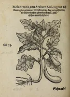 An illustration from Der vierte Thail Leonharti Rauwolfen, der Artsney Doctorn, etlicher schöner aussländischer Kreüter, so uns noch unbekandt, unnd deren doch bey den alten Medicis, unnd in seiner Rayss in die Morgenländer gethon, gedacht wirt artliche unnd lebendige contrafactur, dem gemainen nuts zü gütem, in Truck verfertiget (1583)