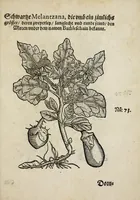 Picture 6 of 20 from Der vierte Thail Leonharti Rauwolfen, der Artsney Doctorn, etlicher schöner aussländischer Kreüter, so uns noch unbekandt, unnd deren doch bey den alten Medicis, unnd in seiner Rayss in die Morgenländer gethon, gedacht wirt artliche unnd lebendige contrafactur, dem gemainen nuts zü gütem, in Truck verfertiget (1583), leaf 29