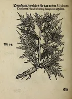Picture 7 of 20 from Der vierte Thail Leonharti Rauwolfen, der Artsney Doctorn, etlicher schöner aussländischer Kreüter, so uns noch unbekandt, unnd deren doch bey den alten Medicis, unnd in seiner Rayss in die Morgenländer gethon, gedacht wirt artliche unnd lebendige contrafactur, dem gemainen nuts zü gütem, in Truck verfertiget (1583), leaf 30
