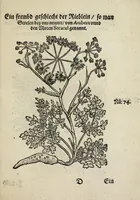 Picture 8 of 20 from Der vierte Thail Leonharti Rauwolfen, der Artsney Doctorn, etlicher schöner aussländischer Kreüter, so uns noch unbekandt, unnd deren doch bey den alten Medicis, unnd in seiner Rayss in die Morgenländer gethon, gedacht wirt artliche unnd lebendige contrafactur, dem gemainen nuts zü gütem, in Truck verfertiget (1583), leaf 31