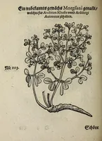Picture 10 of 20 from Der vierte Thail Leonharti Rauwolfen, der Artsney Doctorn, etlicher schöner aussländischer Kreüter, so uns noch unbekandt, unnd deren doch bey den alten Medicis, unnd in seiner Rayss in die Morgenländer gethon, gedacht wirt artliche unnd lebendige contrafactur, dem gemainen nuts zü gütem, in Truck verfertiget (1583), leaf 34