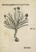 Picture 11 of 20 from Der vierte Thail Leonharti Rauwolfen, der Artsney Doctorn, etlicher schöner aussländischer Kreüter, so uns noch unbekandt, unnd deren doch bey den alten Medicis, unnd in seiner Rayss in die Morgenländer gethon, gedacht wirt artliche unnd lebendige contrafactur, dem gemainen nuts zü gütem, in Truck verfertiget (1583), leaf 37