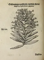 Picture 12 of 20 from Der vierte Thail Leonharti Rauwolfen, der Artsney Doctorn, etlicher schöner aussländischer Kreüter, so uns noch unbekandt, unnd deren doch bey den alten Medicis, unnd in seiner Rayss in die Morgenländer gethon, gedacht wirt artliche unnd lebendige contrafactur, dem gemainen nuts zü gütem, in Truck verfertiget (1583), leaf 40