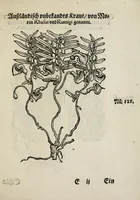 An illustration from Der vierte Thail Leonharti Rauwolfen, der Artsney Doctorn, etlicher schöner aussländischer Kreüter, so uns noch unbekandt, unnd deren doch bey den alten Medicis, unnd in seiner Rayss in die Morgenländer gethon, gedacht wirt artliche unnd lebendige contrafactur, dem gemainen nuts zü gütem, in Truck verfertiget (1583)