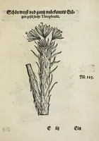An illustration from Der vierte Thail Leonharti Rauwolfen, der Artsney Doctorn, etlicher schöner aussländischer Kreüter, so uns noch unbekandt, unnd deren doch bey den alten Medicis, unnd in seiner Rayss in die Morgenländer gethon, gedacht wirt artliche unnd lebendige contrafactur, dem gemainen nuts zü gütem, in Truck verfertiget (1583)