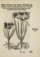 An illustration from Der vierte Thail Leonharti Rauwolfen, der Artsney Doctorn, etlicher schöner aussländischer Kreüter, so uns noch unbekandt, unnd deren doch bey den alten Medicis, unnd in seiner Rayss in die Morgenländer gethon, gedacht wirt artliche unnd lebendige contrafactur, dem gemainen nuts zü gütem, in Truck verfertiget (1583)