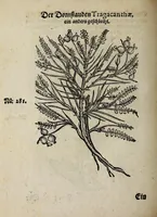 Picture 16 of 20 from Der vierte Thail Leonharti Rauwolfen, der Artsney Doctorn, etlicher schöner aussländischer Kreüter, so uns noch unbekandt, unnd deren doch bey den alten Medicis, unnd in seiner Rayss in die Morgenländer gethon, gedacht wirt artliche unnd lebendige contrafactur, dem gemainen nuts zü gütem, in Truck verfertiget (1583), leaf 52