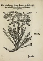 Picture 17 of 20 from Der vierte Thail Leonharti Rauwolfen, der Artsney Doctorn, etlicher schöner aussländischer Kreüter, so uns noch unbekandt, unnd deren doch bey den alten Medicis, unnd in seiner Rayss in die Morgenländer gethon, gedacht wirt artliche unnd lebendige contrafactur, dem gemainen nuts zü gütem, in Truck verfertiget (1583), leaf 53