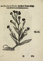 Picture 18 of 20 from Der vierte Thail Leonharti Rauwolfen, der Artsney Doctorn, etlicher schöner aussländischer Kreüter, so uns noch unbekandt, unnd deren doch bey den alten Medicis, unnd in seiner Rayss in die Morgenländer gethon, gedacht wirt artliche unnd lebendige contrafactur, dem gemainen nuts zü gütem, in Truck verfertiget (1583), leaf 55