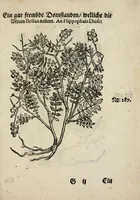Picture 19 of 20 from Der vierte Thail Leonharti Rauwolfen, der Artsney Doctorn, etlicher schöner aussländischer Kreüter, so uns noch unbekandt, unnd deren doch bey den alten Medicis, unnd in seiner Rayss in die Morgenländer gethon, gedacht wirt artliche unnd lebendige contrafactur, dem gemainen nuts zü gütem, in Truck verfertiget (1583), leaf 57