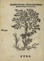 An illustration from Der vierte Thail Leonharti Rauwolfen, der Artsney Doctorn, etlicher schöner aussländischer Kreüter, so uns noch unbekandt, unnd deren doch bey den alten Medicis, unnd in seiner Rayss in die Morgenländer gethon, gedacht wirt artliche unnd lebendige contrafactur, dem gemainen nuts zü gütem, in Truck verfertiget (1583)