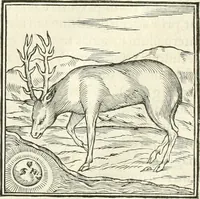 An illustration from Hieroglyphica, sive, De sacris Aegyptiorvm literis commentarii (1556)