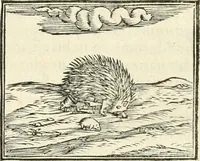 An illustration from Hieroglyphica, sive, De sacris Aegyptiorvm literis commentarii (1556)
