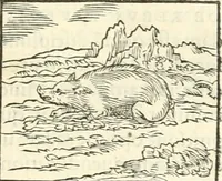 An illustration from Hieroglyphica, sive, De sacris Aegyptiorvm literis commentarii (1556)