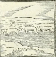 Picture 81 of 295 from Hieroglyphica, sive, De sacris Aegyptiorvm literis commentarii (1556), leaf 161