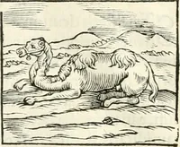 An illustration from Hieroglyphica, sive, De sacris Aegyptiorvm literis commentarii (1556)