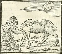 An illustration from Hieroglyphica, sive, De sacris Aegyptiorvm literis commentarii (1556)