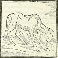 An illustration from Hieroglyphica, sive, De sacris Aegyptiorvm literis commentarii (1556)