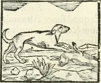An illustration from Hieroglyphica, sive, De sacris Aegyptiorvm literis commentarii (1556)