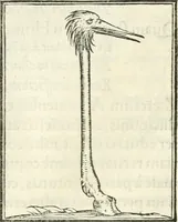 Picture 108 of 295 from Hieroglyphica, sive, De sacris Aegyptiorvm literis commentarii (1556), leaf 251