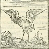 An illustration from Hieroglyphica, sive, De sacris Aegyptiorvm literis commentarii (1556)