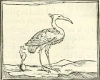 An illustration from Hieroglyphica, sive, De sacris Aegyptiorvm literis commentarii (1556)