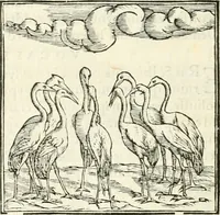 An illustration from Hieroglyphica, sive, De sacris Aegyptiorvm literis commentarii (1556)