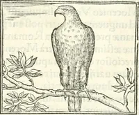 An illustration from Hieroglyphica, sive, De sacris Aegyptiorvm literis commentarii (1556)