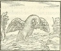 An illustration from Hieroglyphica, sive, De sacris Aegyptiorvm literis commentarii (1556)