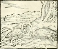 An illustration from Hieroglyphica, sive, De sacris Aegyptiorvm literis commentarii (1556)