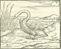 An illustration from Hieroglyphica, sive, De sacris Aegyptiorvm literis commentarii (1556)