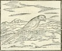 An illustration from Hieroglyphica, sive, De sacris Aegyptiorvm literis commentarii (1556)